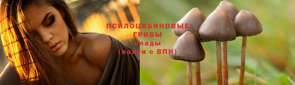 прущие грибы Зерноград